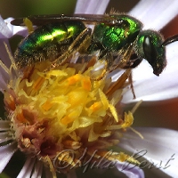  Augochlora Sweat Bee 