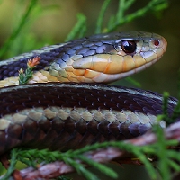  Garter Snake 