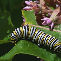  Monarch Caterpillar 