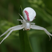  Goldenrod Spider 
