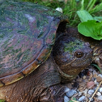  Common Snapping Turtle 