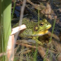  Green Frog 