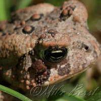  Common Toad 