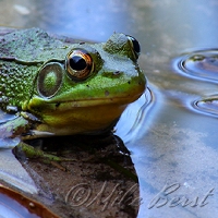  Green Frog 
