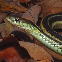  Garter Snake 