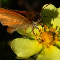  Sunrise Skipper 
