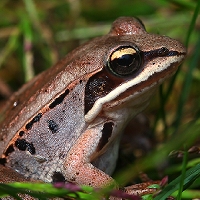  Wood Frog 