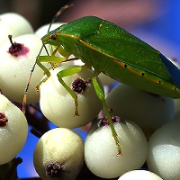  Shield Bug 