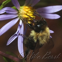  Bumble Bee 