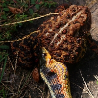  Garter Snake 