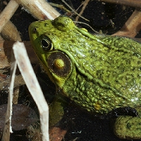  Green Frog 