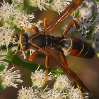  Paper Wasp 