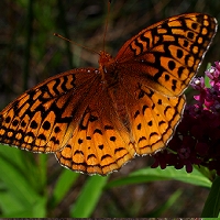  Great Spangled Fritillary 