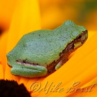  Gray Tree Frog 