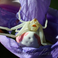  Goldenrod Spider 