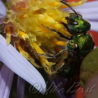  Augochlora Sweat Bee 