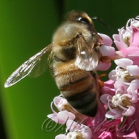  European Honey Bee  