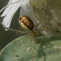  Spider ? 