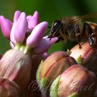  European Honey Bee 