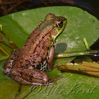  Mink Frog 