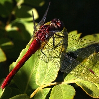  Dragonfly 