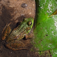  Mink Frog 