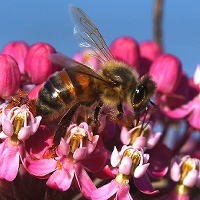  European Honey Bee 