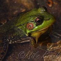  Mink Frog 