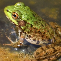  Mink Frog 