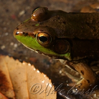  Mink Frog 