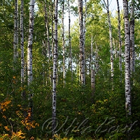  Pigeon River 