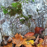  Leelanau State Park 