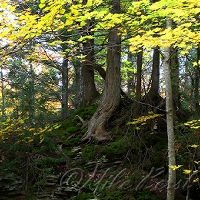  Ottawa National Forest 