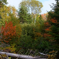  Schlitz Creek 