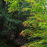  Twin Falls Plant Preserve  