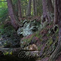  Twin Falls Plant Preserve 