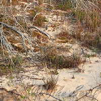  Leelanau State Park 