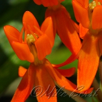  Butterfly Weed 