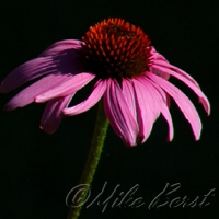  Purple Coneflower 