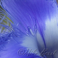  Fringed Gentian 