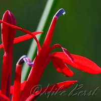  Cardinal Flower 