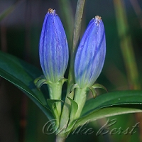  Closed Gentian  