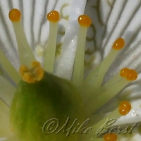  Grass of Parnassus 