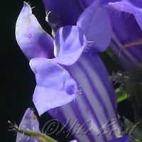  Great Blue Lobelia 