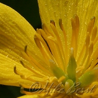  Marsh Marigold 