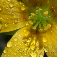  Wood Sorrel 