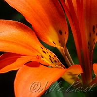  Wood Lily 