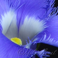  Fringed Gentian 