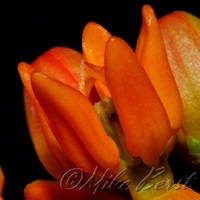  Butterfly Weed 