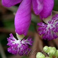  Fringed Polygala 